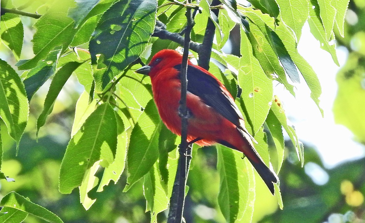 Scarlet Tanager - ML585673191