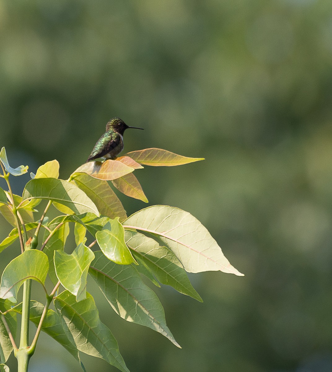 Ruby-throated Hummingbird - Jordan Satler