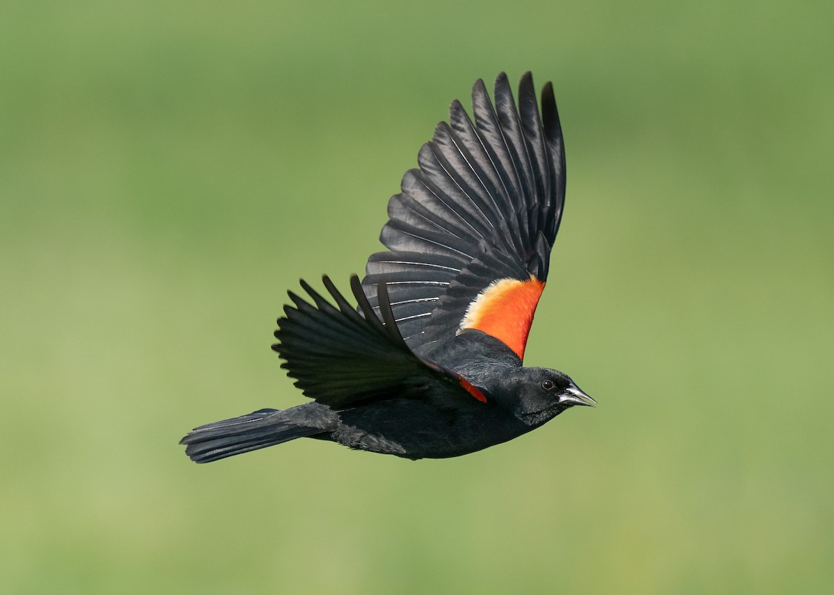 Red-winged Blackbird - ML585676431