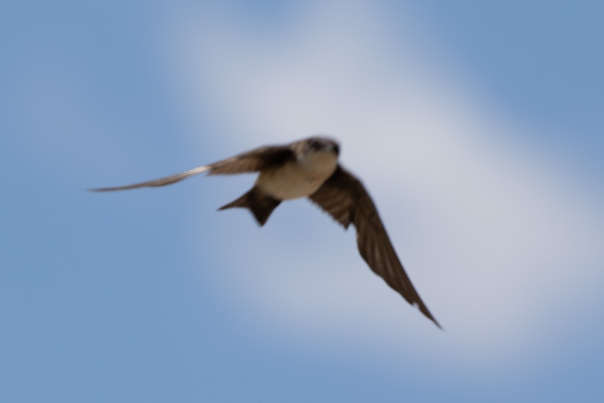 Blue-and-white Swallow - Jodi Boe