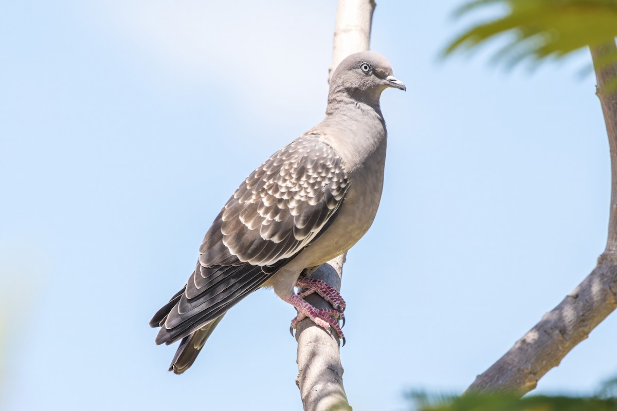 Spot-winged Pigeon - Jodi Boe