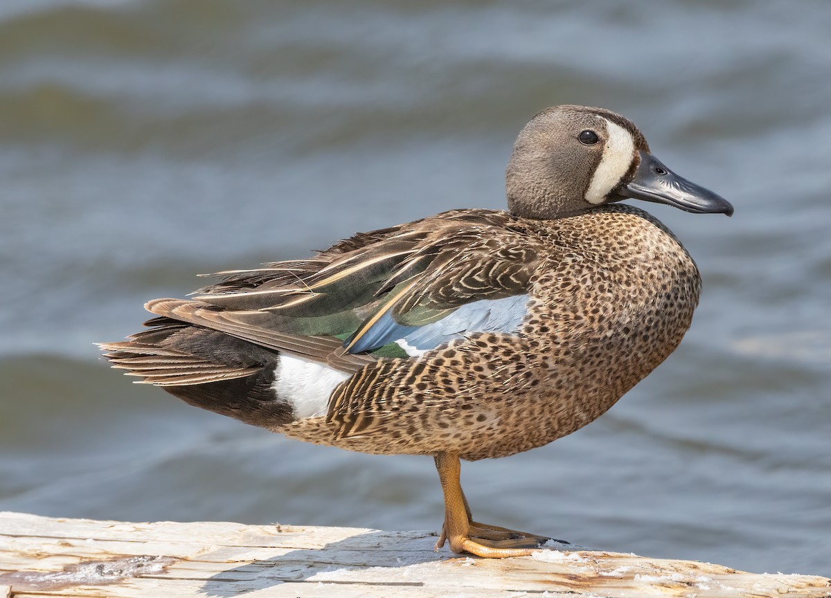 Blue-winged Teal - ML585680641