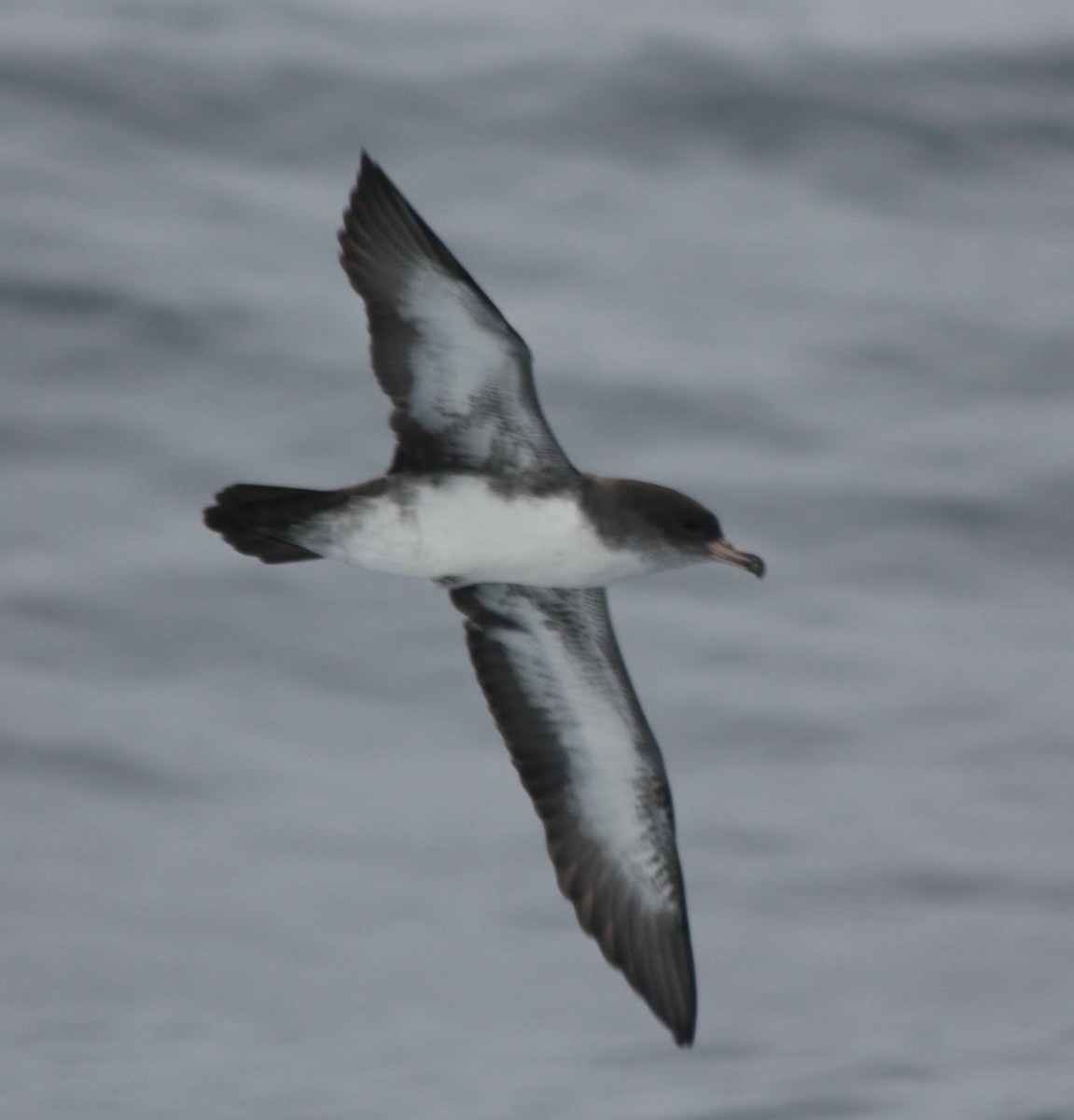 Pink-footed Shearwater - ML585680781