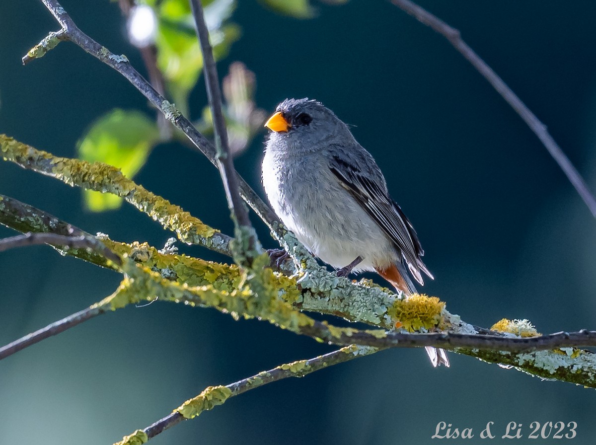 Band-tailed Seedeater - ML585681491