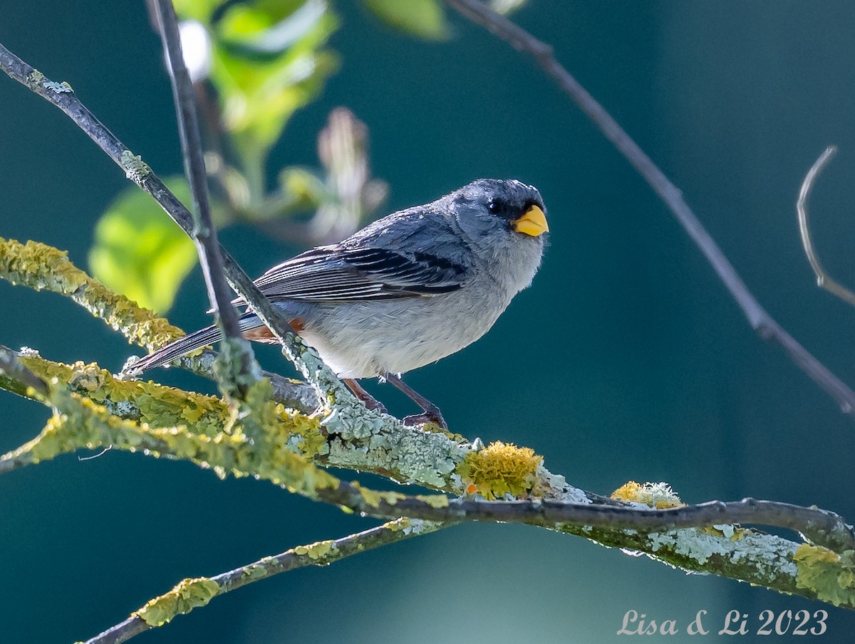 Band-tailed Seedeater - ML585681501