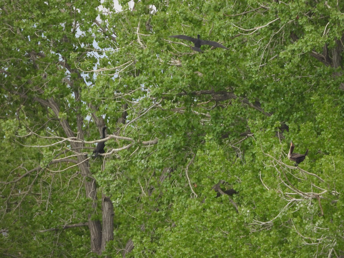 Double-crested Cormorant - Glenn Pearson