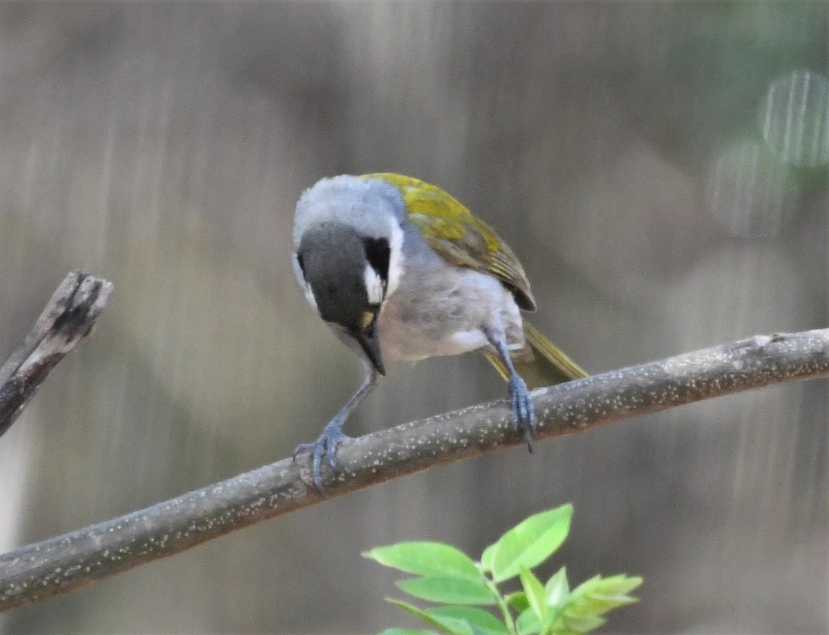 Black-crowned Palm-Tanager - ML585682851