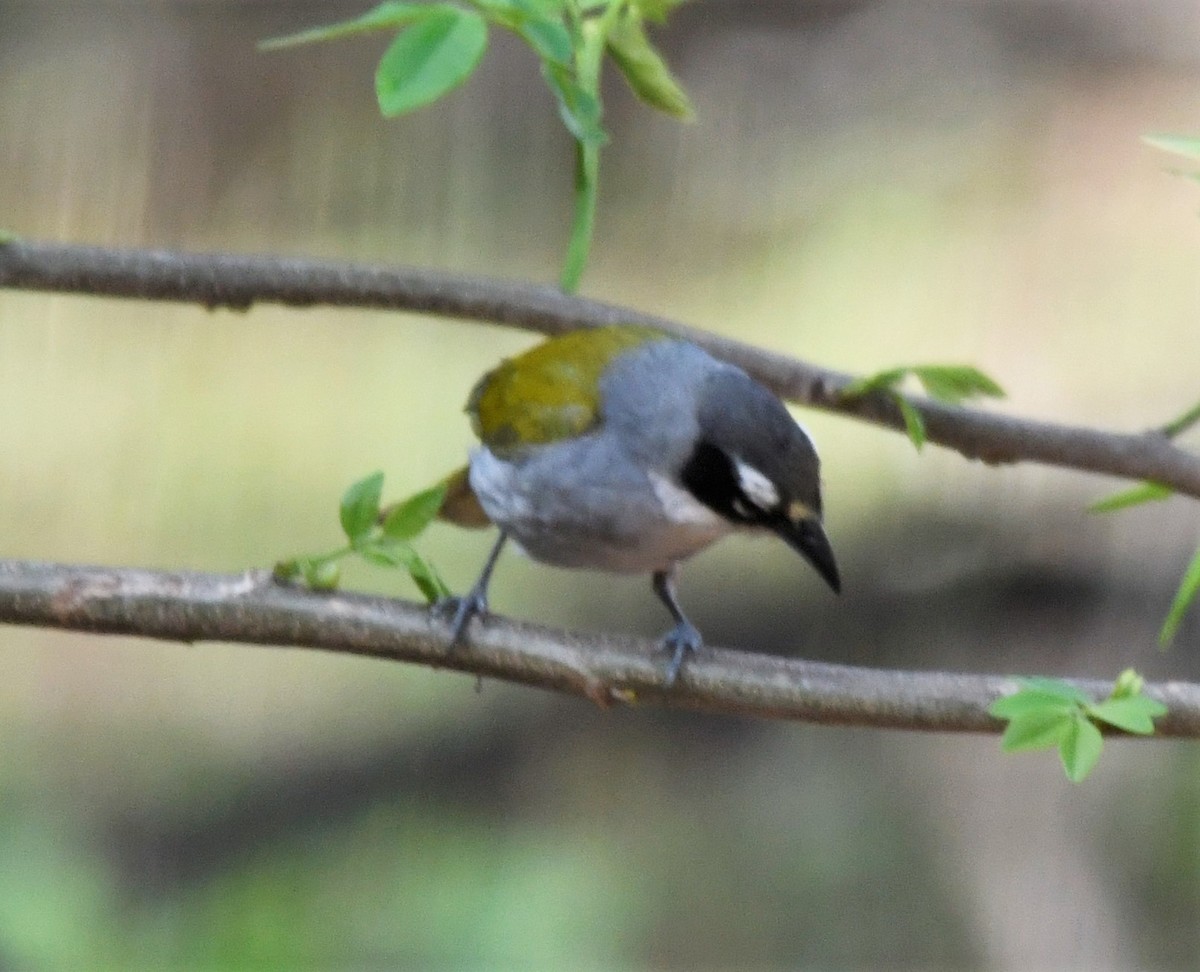 Black-crowned Palm-Tanager - ML585682961