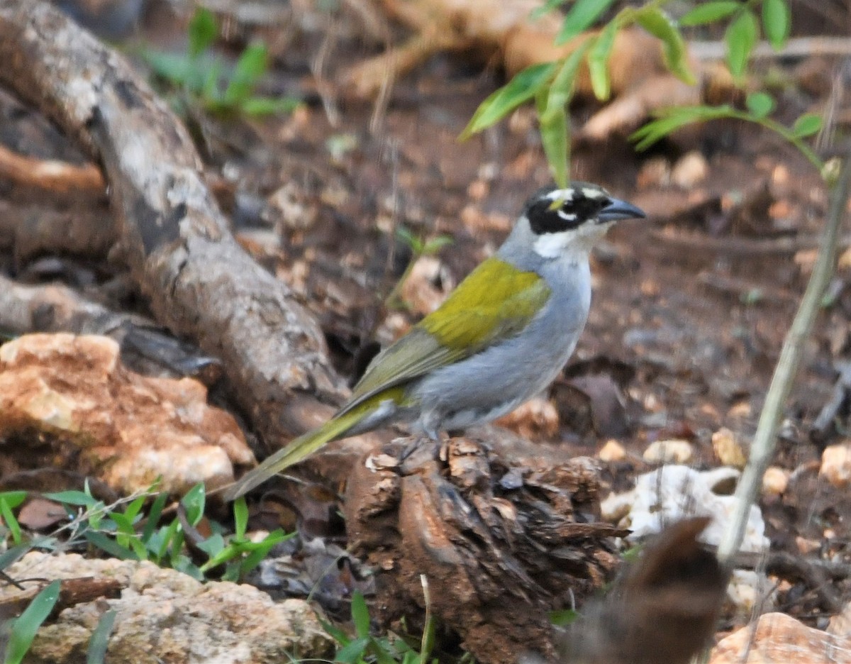 Black-crowned Palm-Tanager - ML585683541