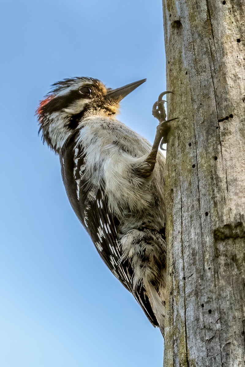 Downy Woodpecker - ML585685311