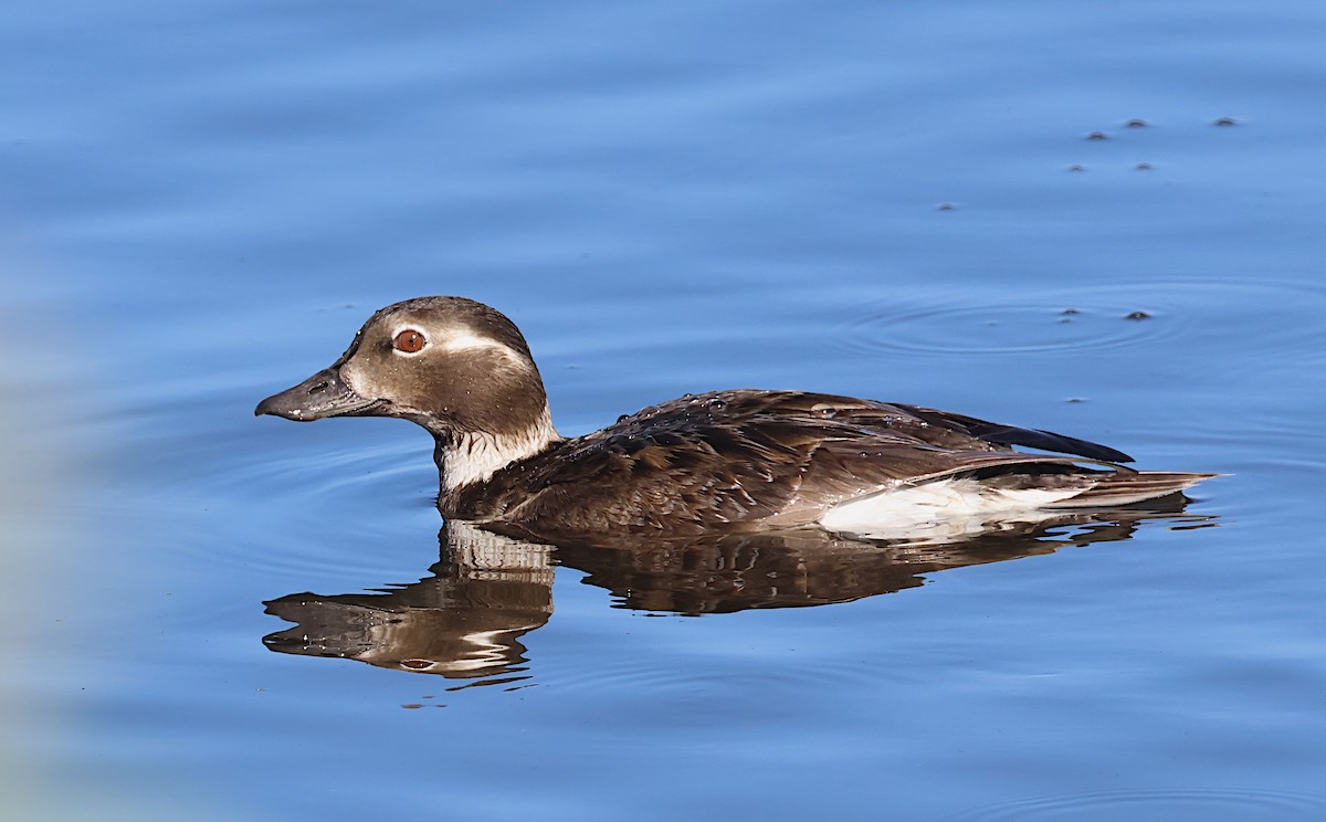 Long-tailed Duck - ML585687071
