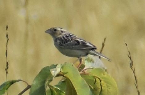 Grasshopper Sparrow - ML585688891