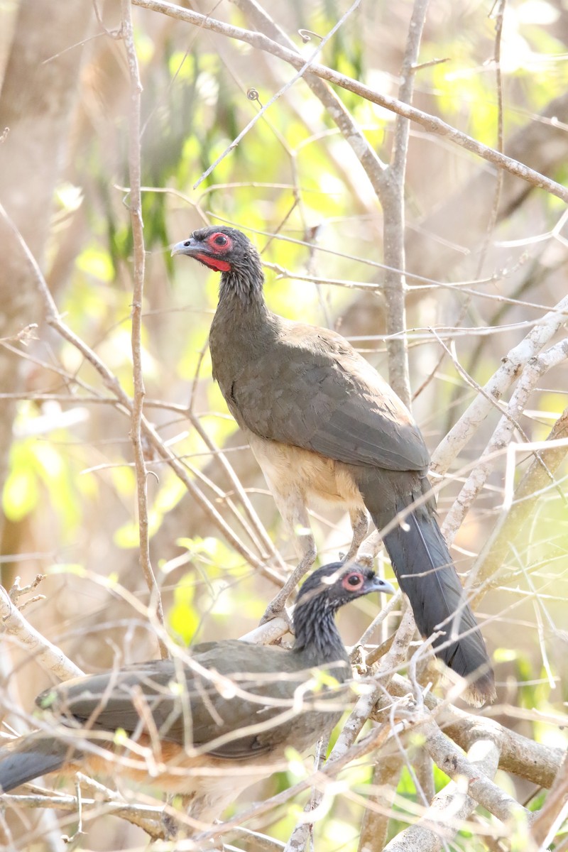 West Mexican Chachalaca - ML585690381