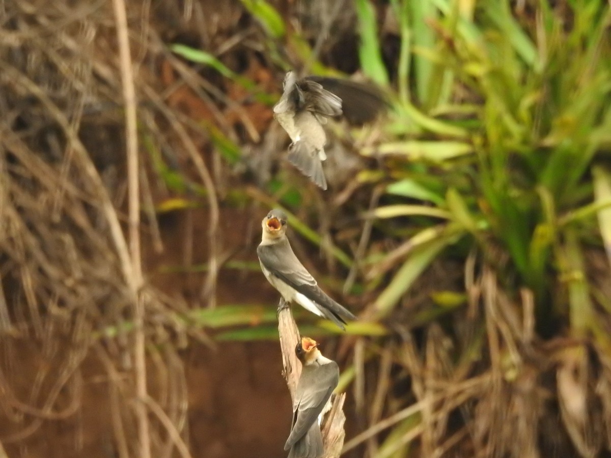 Southern Rough-winged Swallow - ML585697781