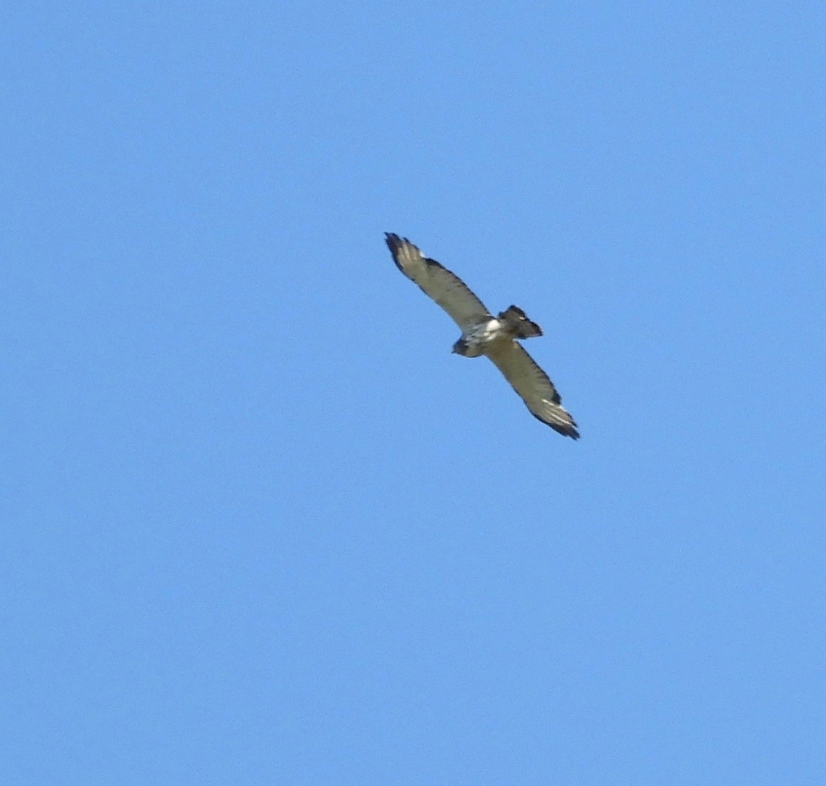 Broad-winged Hawk - ML585697871