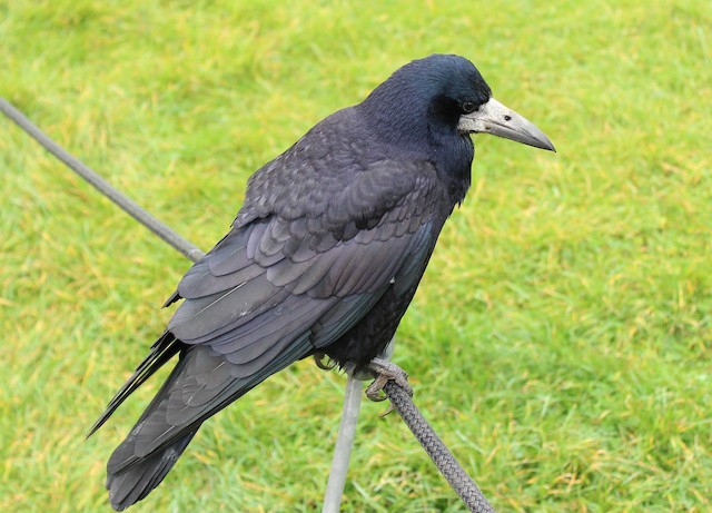 Rook - eBird