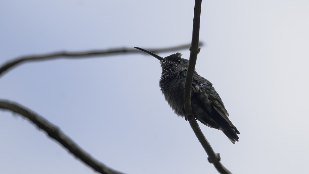 Steely-vented Hummingbird - ML585698191