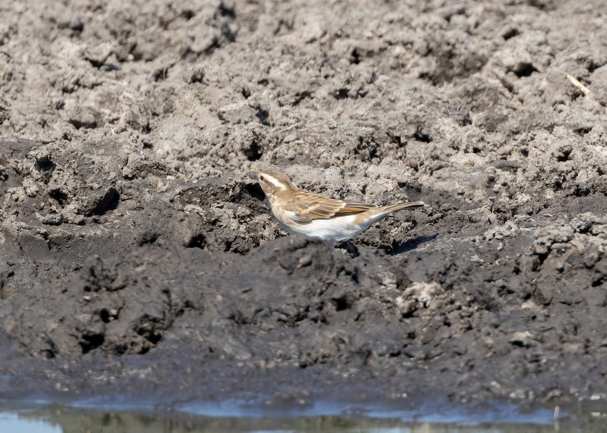 Yellow-throated Bush Sparrow - ML585698361