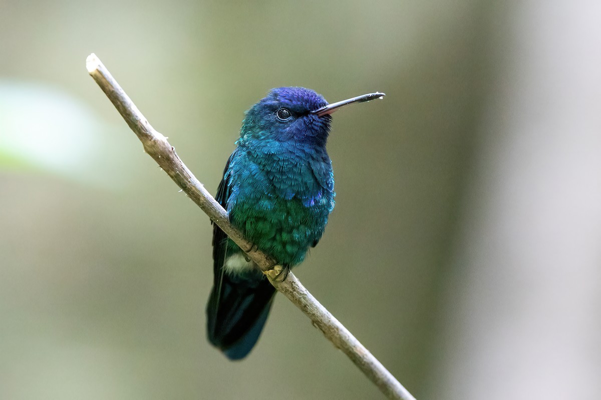 Blue-headed Hummingbird - ML585701221