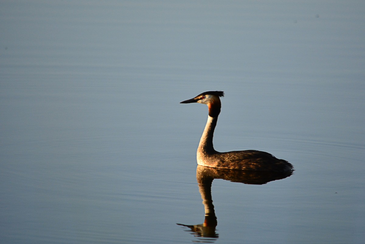 Great Crested Grebe - ML585701411