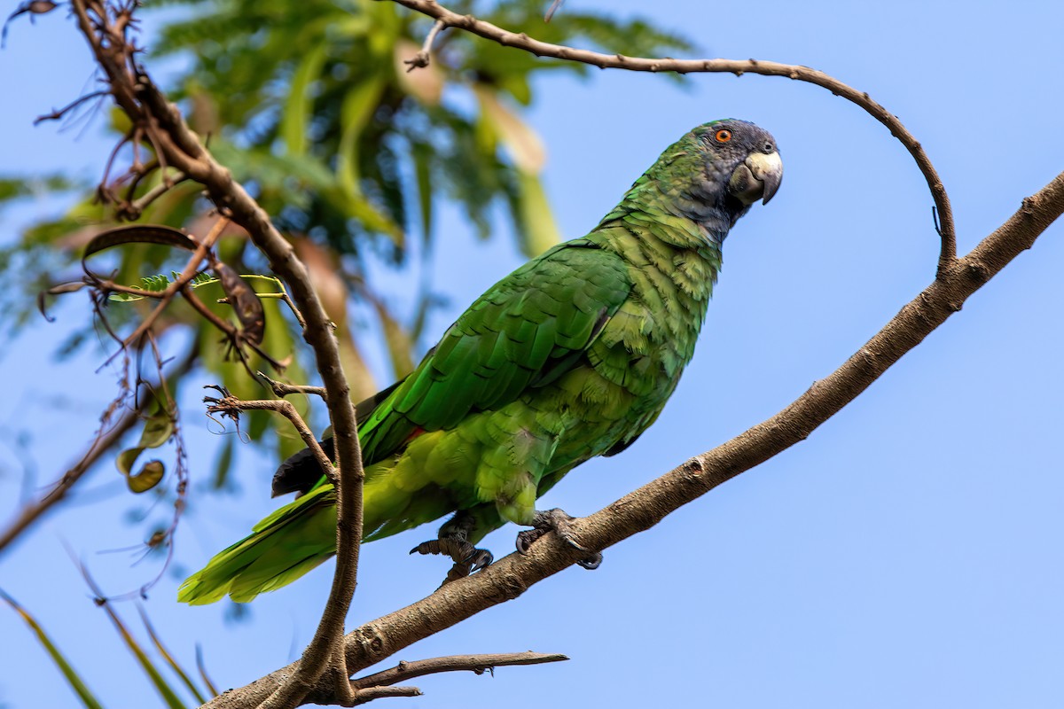 Red-necked Parrot - Kevin Berkoff