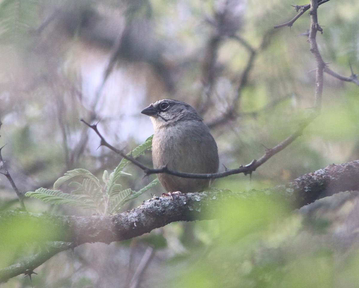 Oaxaca Sparrow - ML585702601