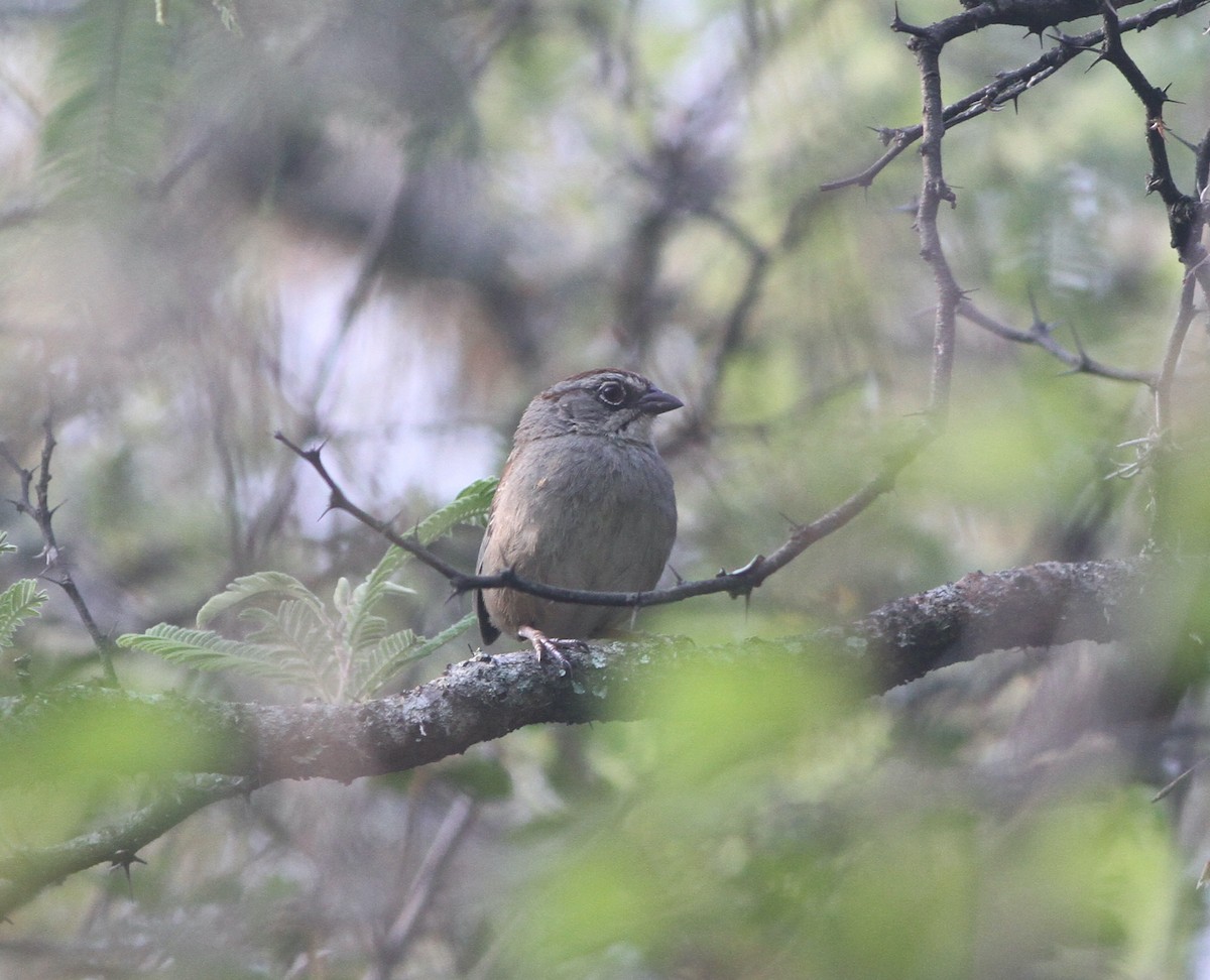 Oaxaca Sparrow - ML585703261
