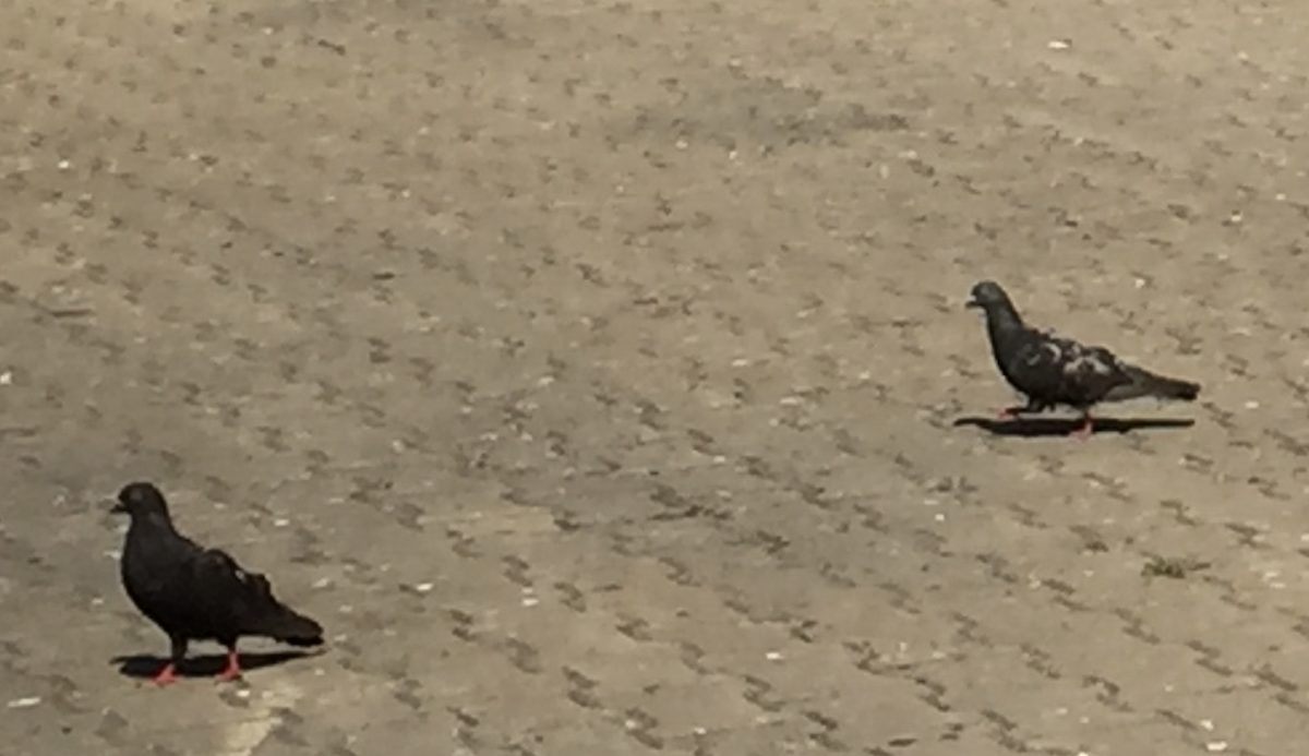 Rock Pigeon (Feral Pigeon) - ML585703661