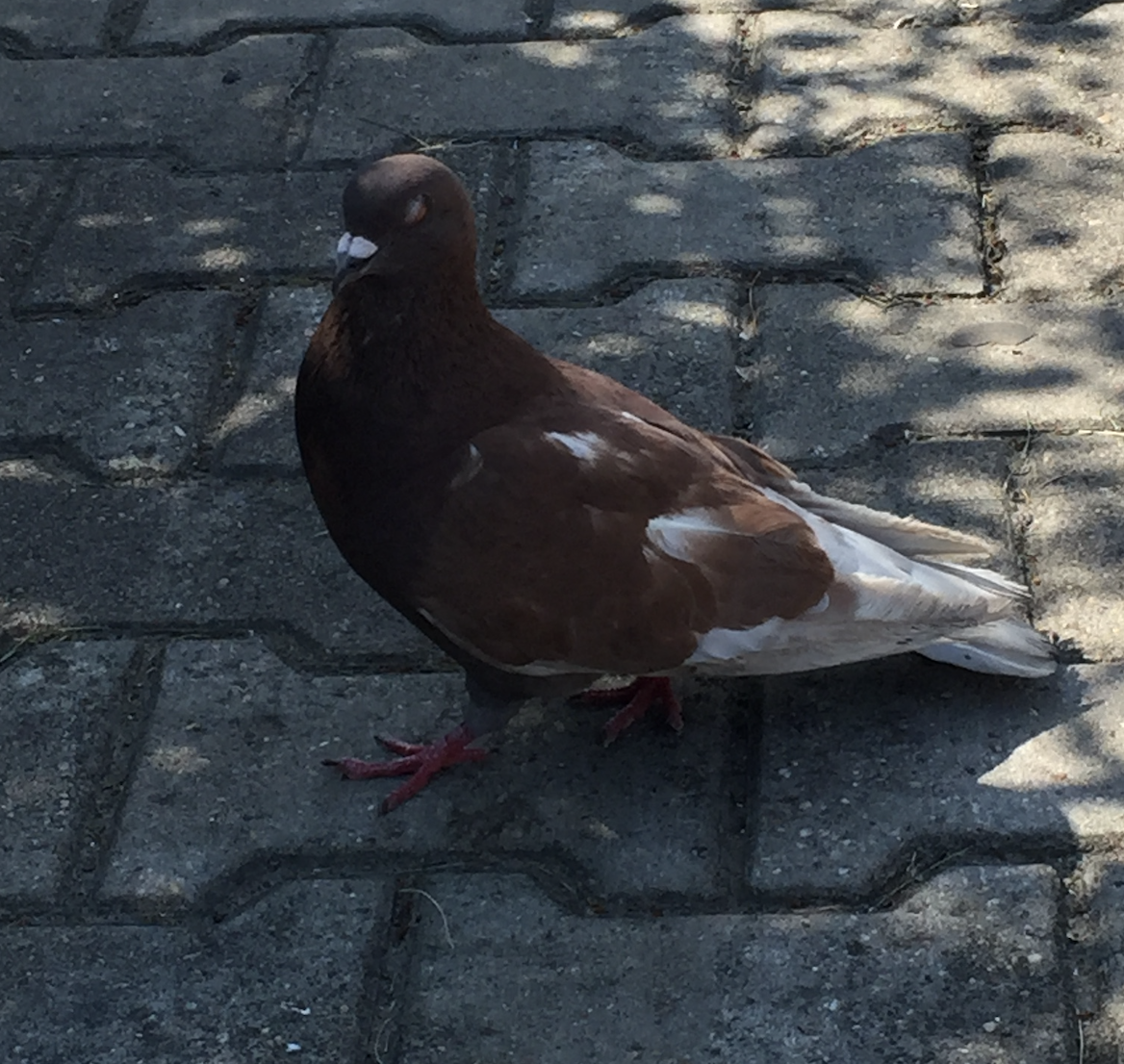 Pigeon biset (forme domestique) - ML585703671