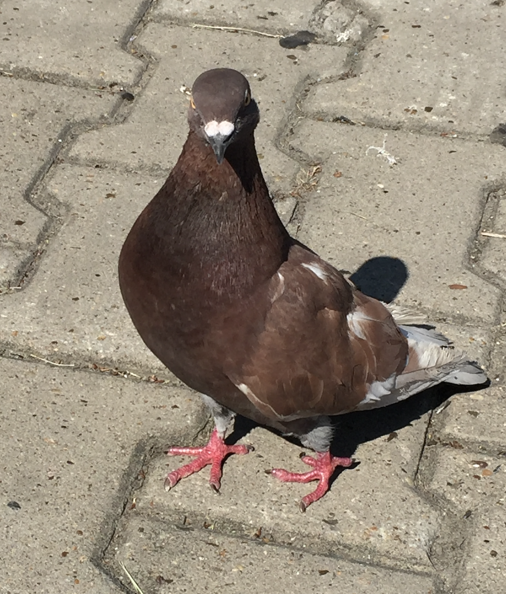 Rock Pigeon (Feral Pigeon) - ML585703681