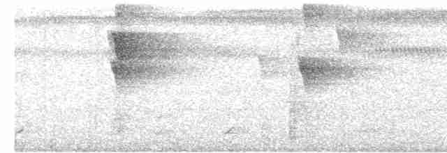 Kısa Kuyruklu Küçük Tiran - ML585705391