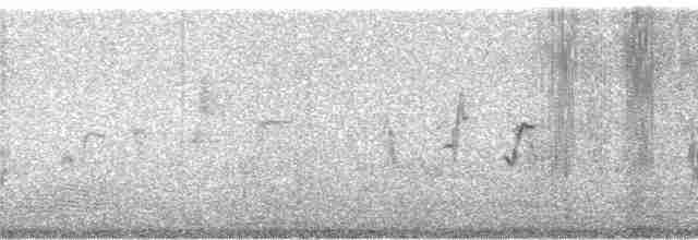 Боранская цистикола - ML58571