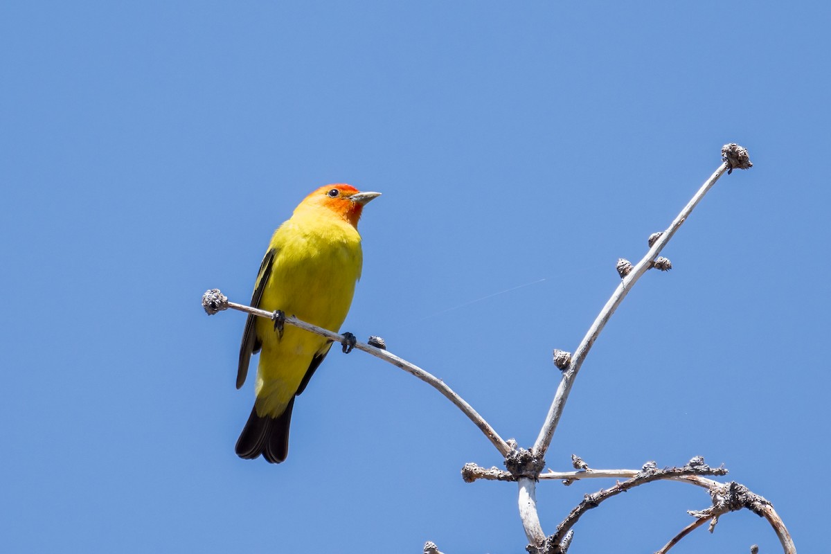 Western Tanager - ML585711331