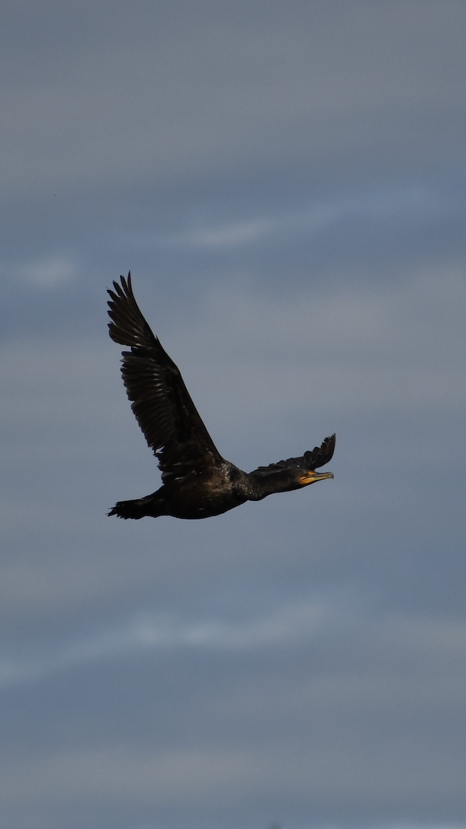 Double-crested Cormorant - Peter Scully