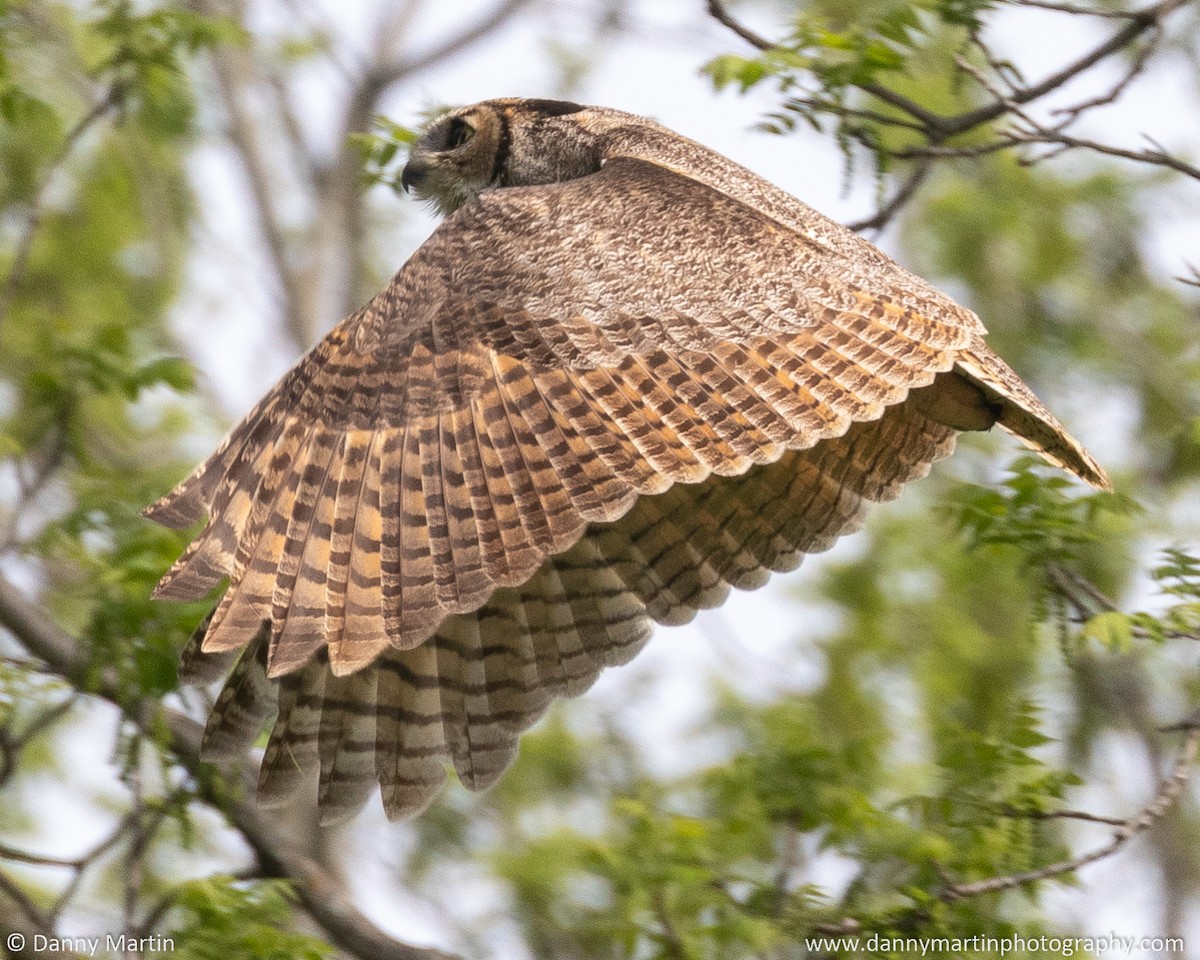 Great Horned Owl - ML585712671