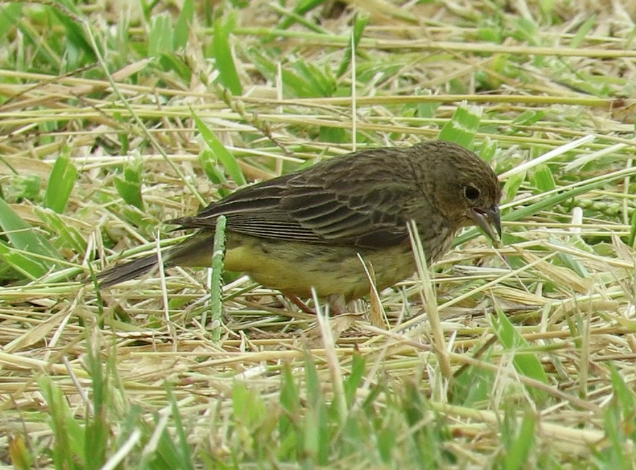 Stripe-tailed Yellow-Finch - ML585714001