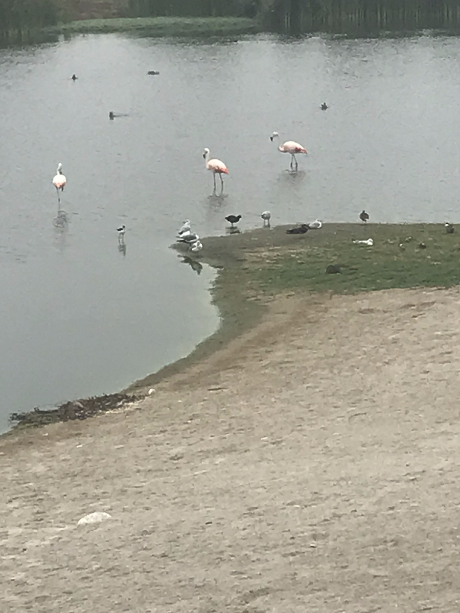 Şili Flamingosu - ML585716011