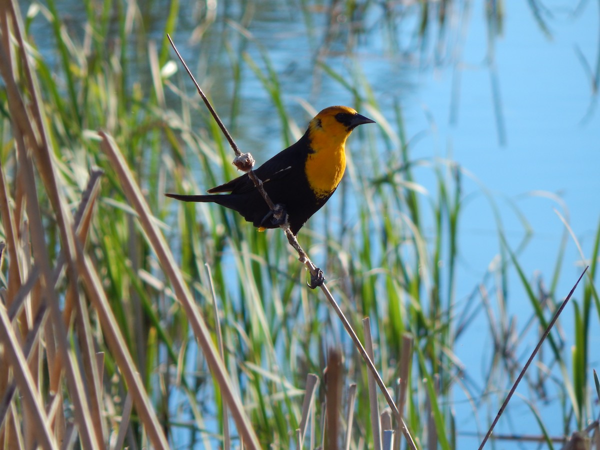 Yellow-headed Blackbird - ML58571681