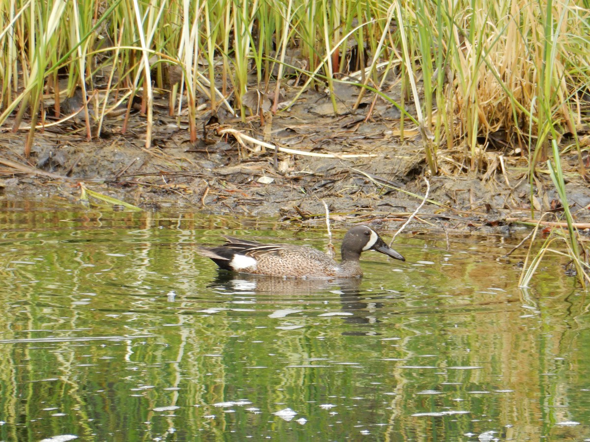 Blue-winged Teal - ML585717781