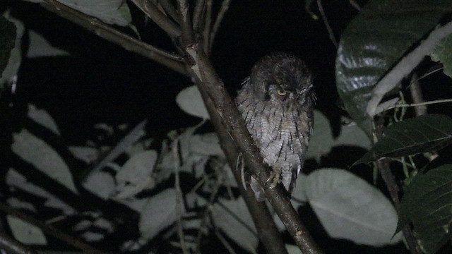 Tropical Screech-Owl - ML585721221