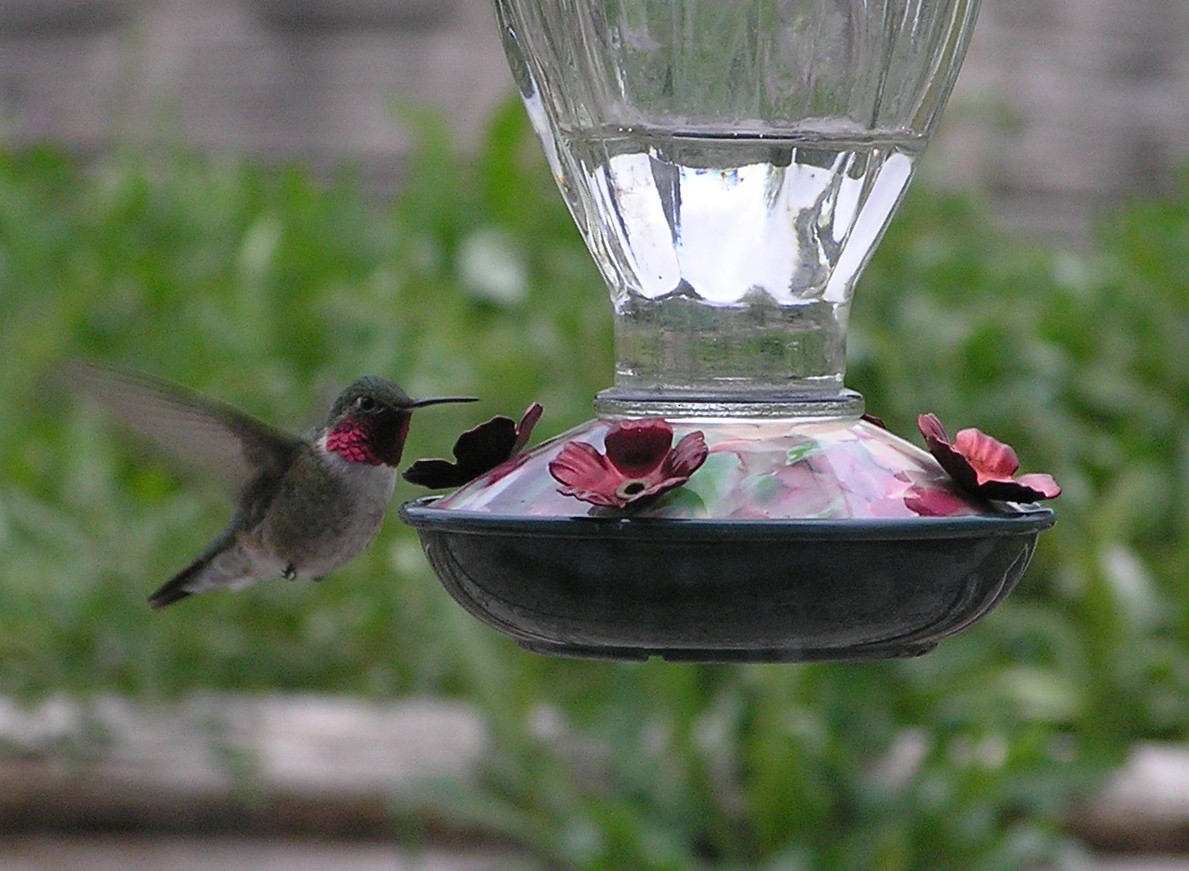 Broad-tailed Hummingbird - Daniel Hunt