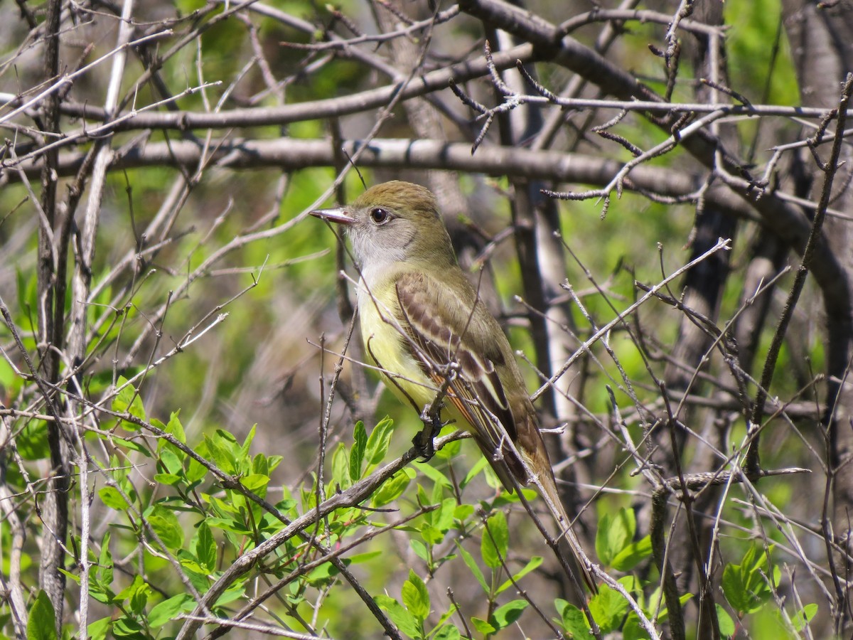 Great Crested Flycatcher - ML58572331