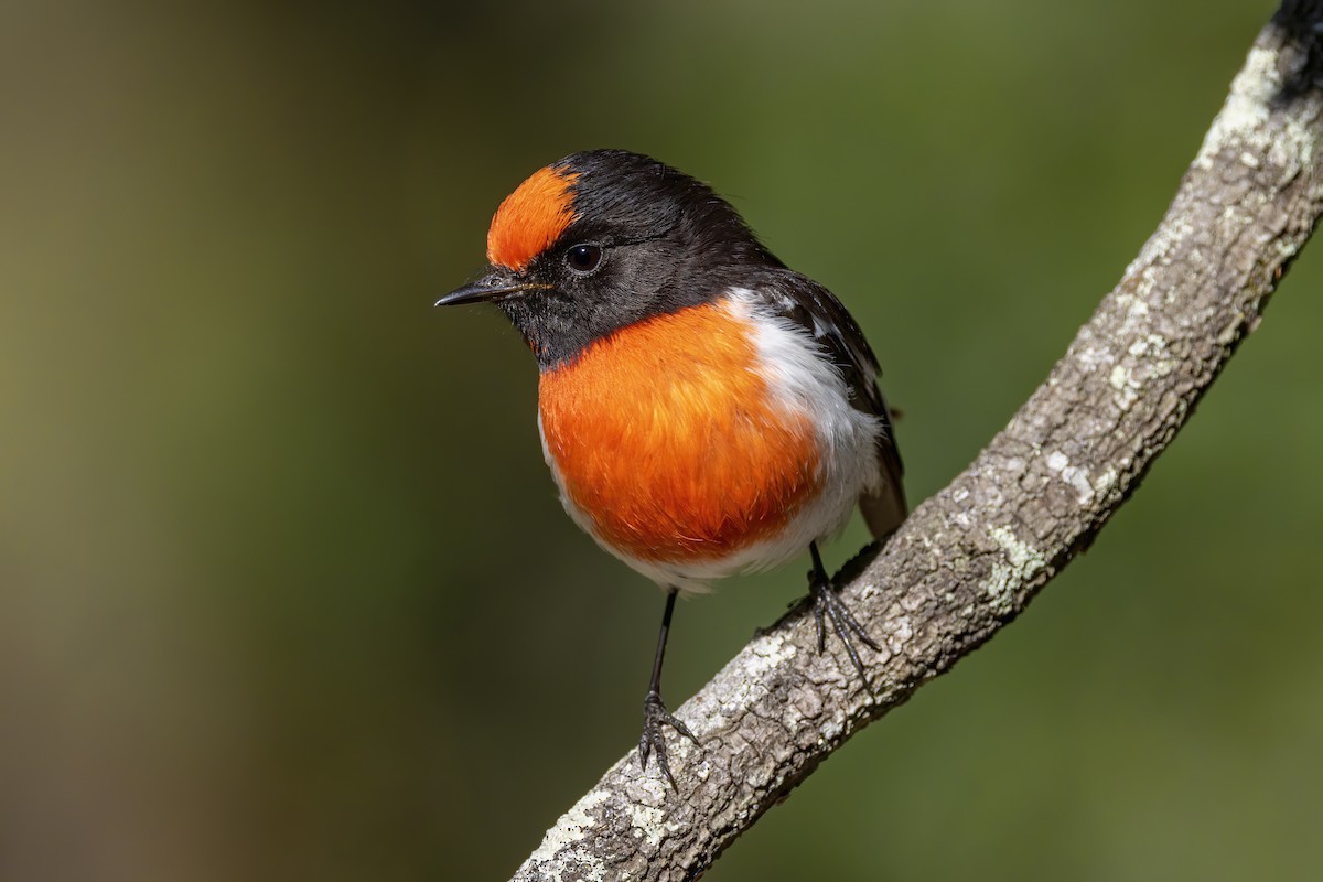 Red-capped Robin - ML585726411