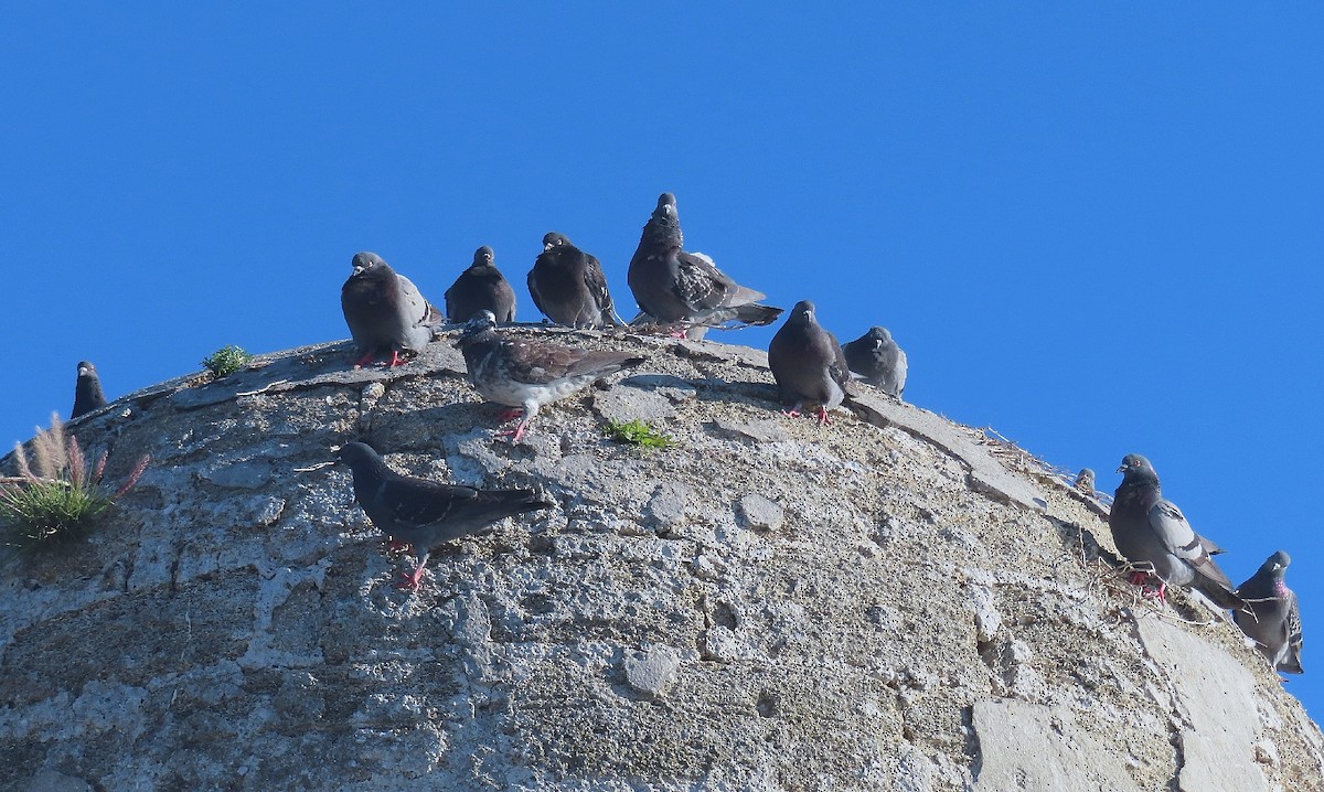 Rock Pigeon (Feral Pigeon) - Bonnie Roemer