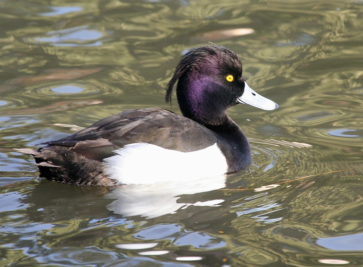Tufted Duck - ML58572931