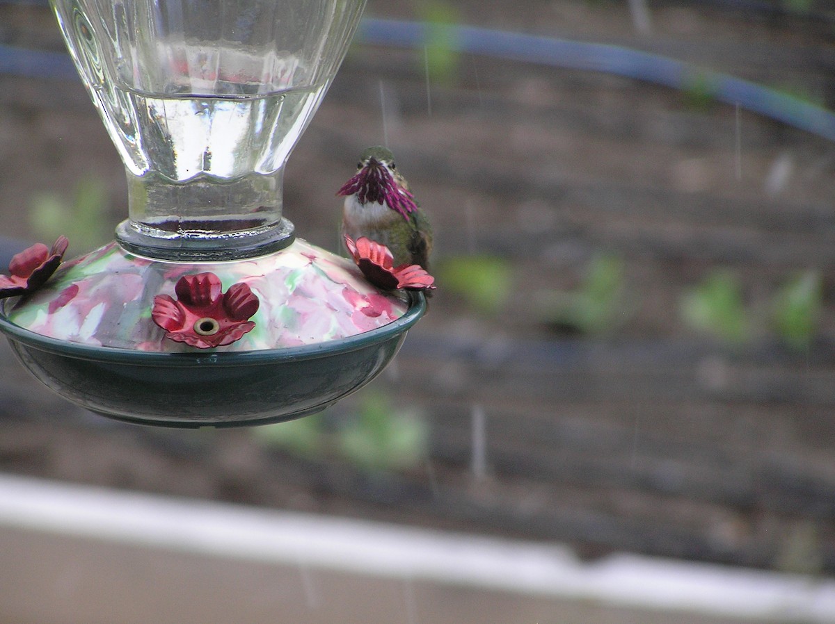Calliope Hummingbird - Daniel Hunt
