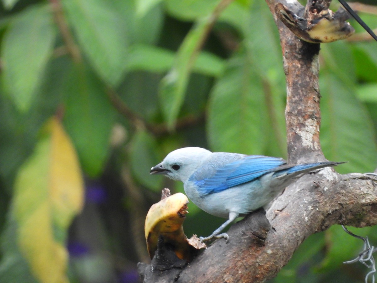 Blue-gray Tanager - ML585741211