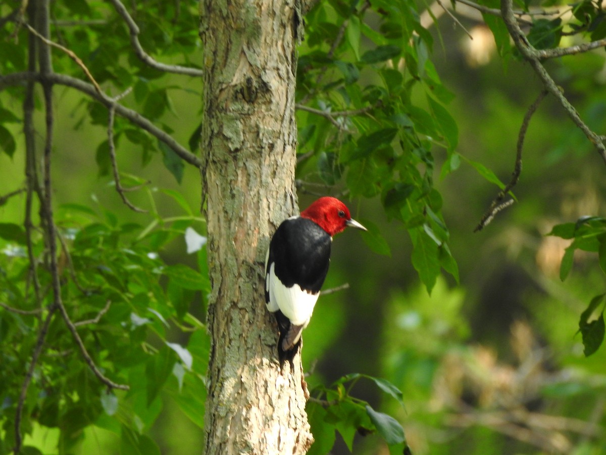 Red-headed Woodpecker - ML585752761