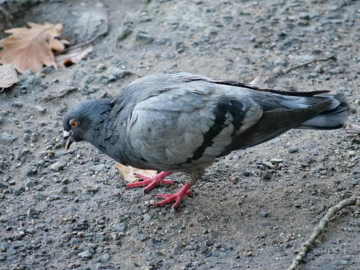 Rock Pigeon (Feral Pigeon) - ML585755171