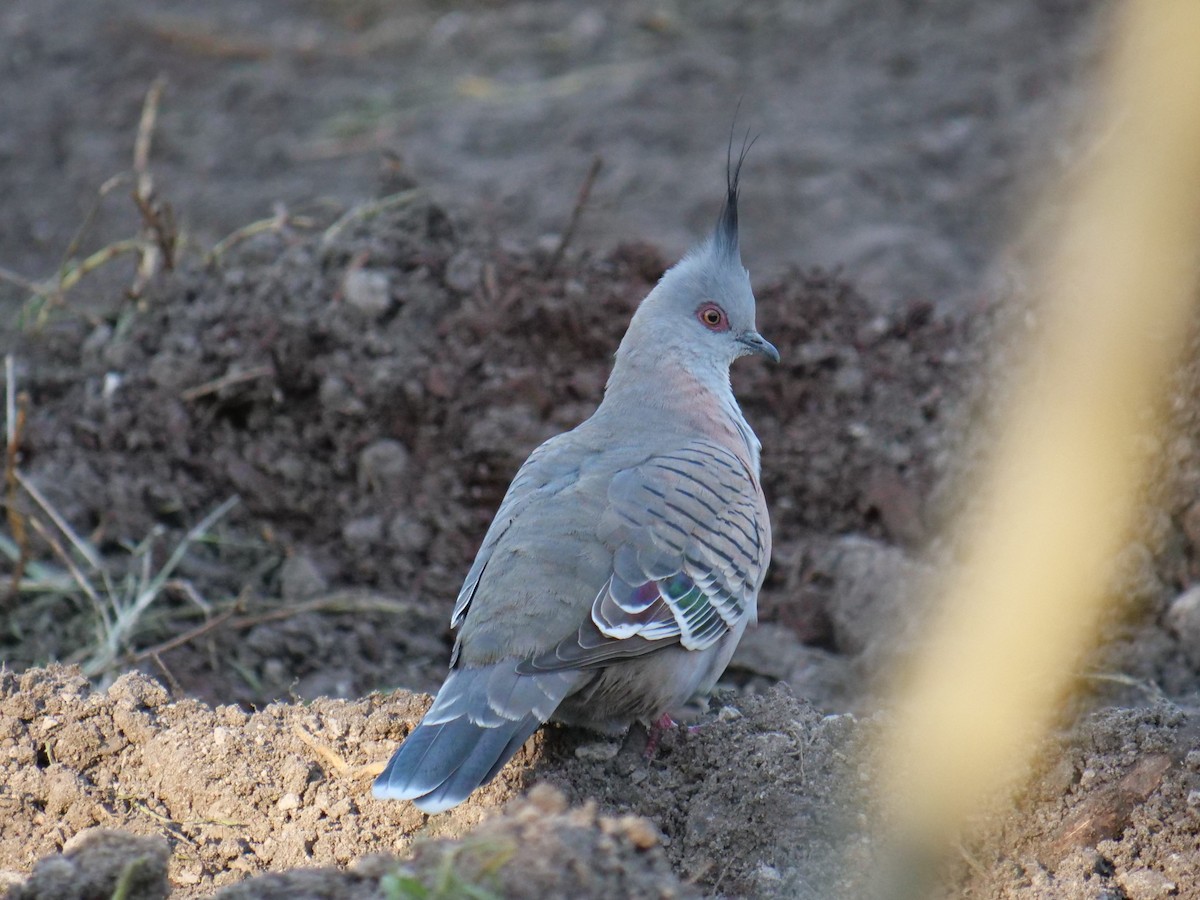 Crested Pigeon - ML585755421